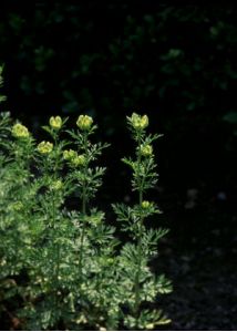 Nigella sativa L. attēls