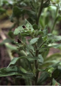 Nonea pulla (L.) DC. attēls