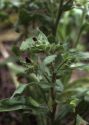 Nonea pulla (L.) DC. attēls