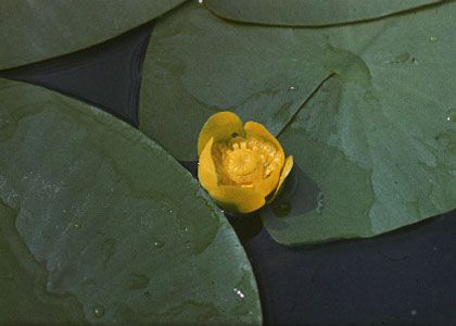 Nuphar lutea (L.) Sm. attēls