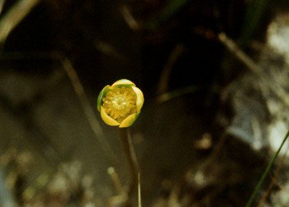 Nuphar pumila (Timm) DC. attēls