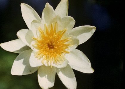 Nymphaea alba L. attēls