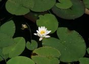 Nymphaea candida C.Presl attēls