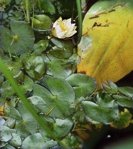 Nymphaea tetragona Georgi attēls