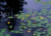 Nymphoides peltata (S.G.Gmel.) Kuntze attēls