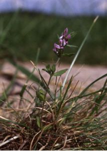 Odontites litoralis (Fr.) Fr. attēls