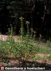 Oenothera biennis L. attēls