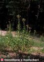 Oenothera biennis L. attēls