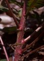 Oenothera rubricaulis Kleb. attēls