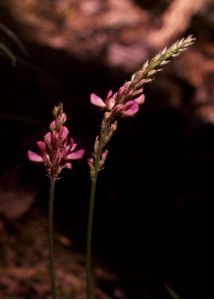 Onobrychis arenaria (Kit.) DC. attēls