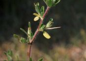 Ononis repens L. attēls