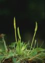 Ophioglossum vulgatum L. attēls