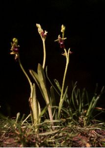 Ophrys insectifera L. attēls