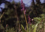 Orchis mascula (L.) L. attēls