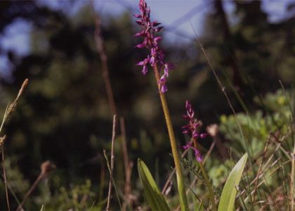 Orchis mascula (L.) L. attēls