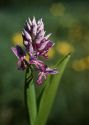 Orchis militaris L. attēls