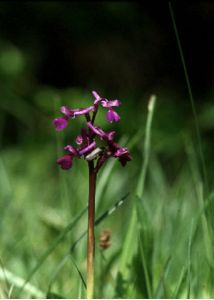 Orchis morio L. attēls