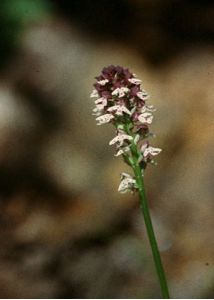 Orchis ustulata L. attēls
