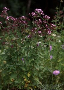 Origanum vulgare L. attēls