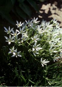 Ornithogalum umbellatum L. attēls