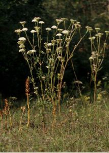 Orobanche alsatica Kirschl. attēls