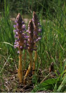 Orobanche coerulescens Stephan attēls