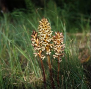 Orobanche lutea Baumg. attēls