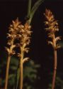 Orobanche pallidiflora Wimm. et Grab. attēls