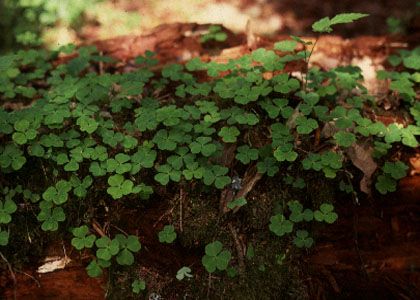 Oxalis acetosella L. attēls