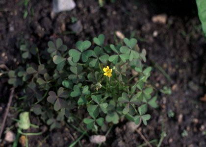 Oxalis corniculata L. attēls