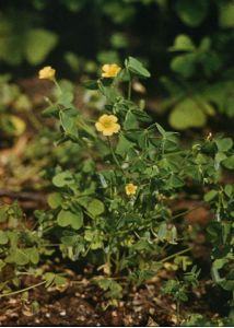 Oxalis dillenii Jacq. attēls