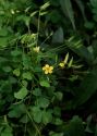 Oxalis stricta L. attēls