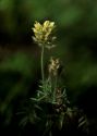 Oxytropis pilosa (L.) DC. attēls