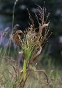 Panicum miliaceum L. attēls