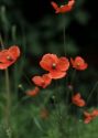 Papaver dubium L. attēls