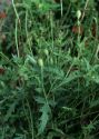 Papaver rhoeas L. attēls