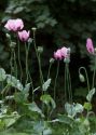 Papaver somniferum L. attēls