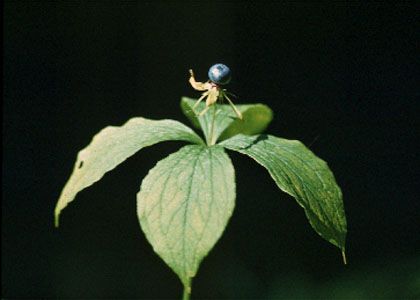 Paris quadrifolia L. attēls