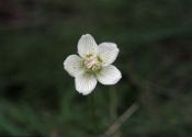 Parnassia palustris L. attēls