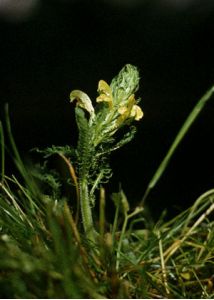 Pedicularis kaufmannii Pinzger attēls