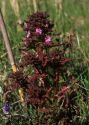 Pedicularis palustris L. attēls