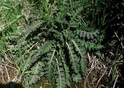 Pedicularis sceptrum-carolinum L. attēls