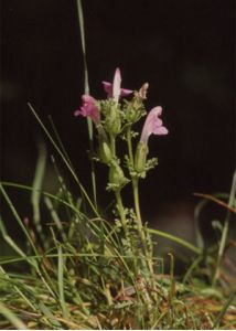 Pedicularis sylvatica L. attēls