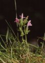 Pedicularis sylvatica L. attēls