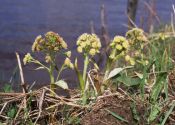 Petasites spurius (Retz.) Rchb. attēls