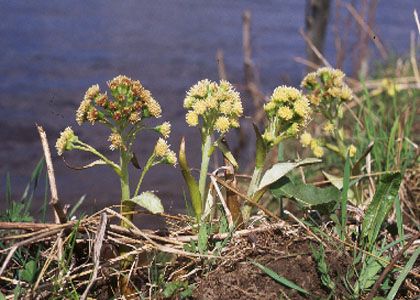 Petasites spurius (Retz.) Rchb. attēls