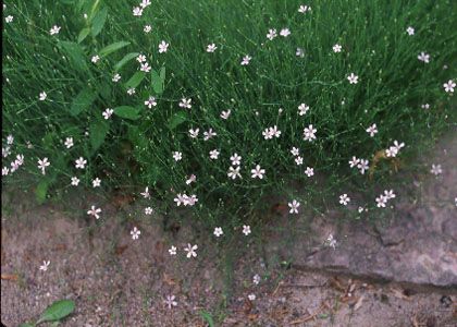 Petrorhagia saxifraga (L.) Link attēls