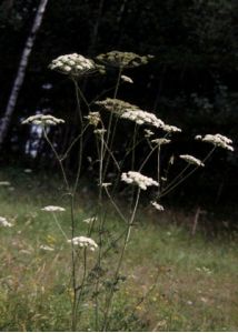 Peucedanum oreoselinum (L.) Moench attēls