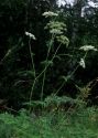 Peucedanum palustre (L.) Moench attēls