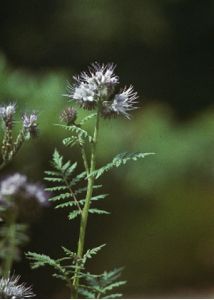 Phacelia tanacetifolia Benth. attēls